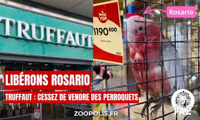 Truffaut : cessez de vendre des perroquets ! Libérons Rosario !