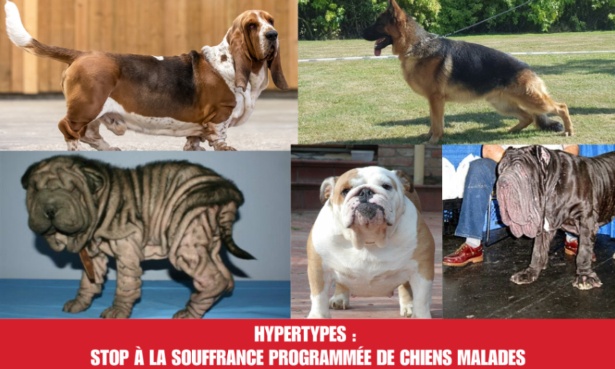 Hypertypes : stop &agrave; la souffrance programm&eacute;e de chiens malades