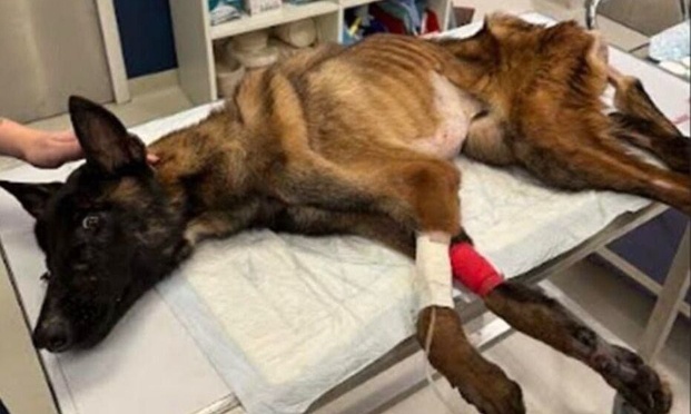 Changer la condition des animaux au XXI ème siècle en France