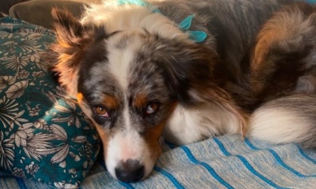 Justice pour Lanko, assassiné à la mort au rat sur la voie publique