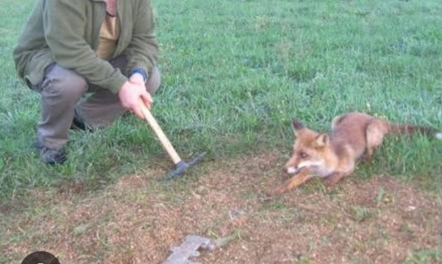 Contre le piégeage des Renards  Vaucluse