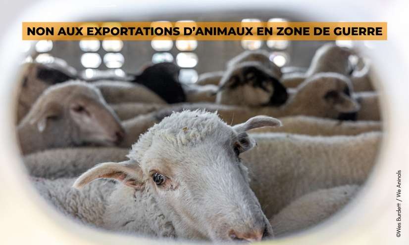 Stop au transfert d'animaux vivants vers les zones de guerre !