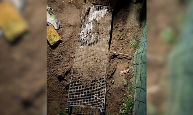 Justice pour Yoko notre chaton enterré vivant !