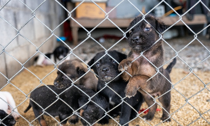 Interdisez le salon du chiot pr&eacute;vu &agrave; Andelnans en mars 2026