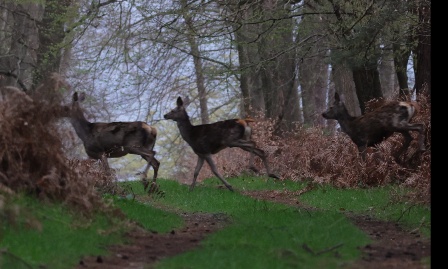 Pour l'instauration de quotas de chasse raisonnables en for&ecirc;t de Roumare