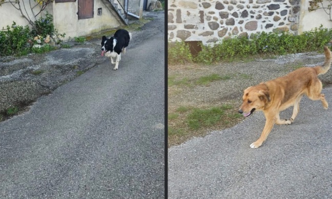 Pour la sécurité autour du poney club de Rochessauve