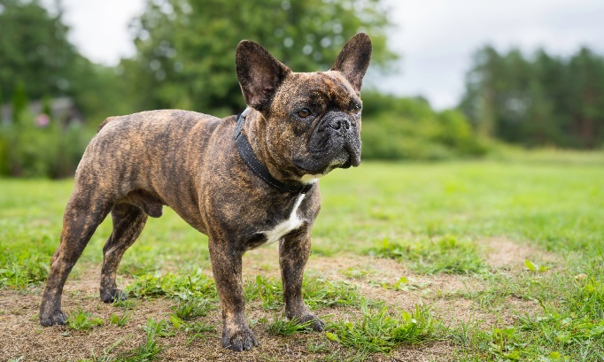 Pour l’obligation de rapatrier les chiens nez retroussé en métropole