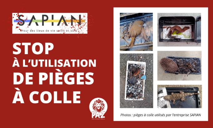 SAPIAN : cessez d'utiliser des pièges à colle