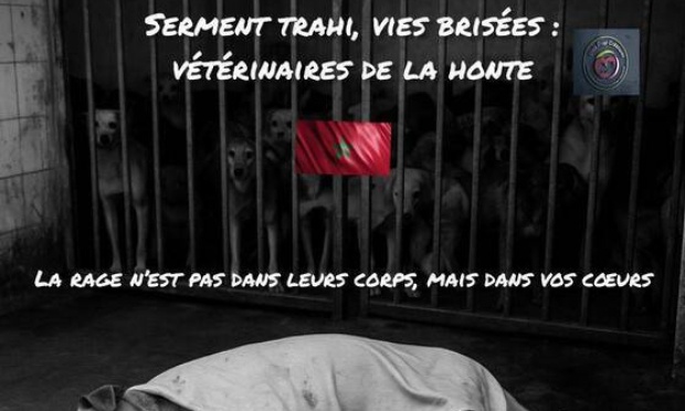 Appel pour des stérilisations du cœur auprès des vétérinaires du Maroc !!
