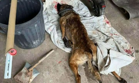 Punissez Anthony Delon pour avoir tué le chien de la famille