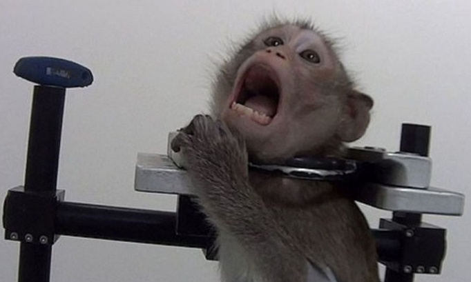 Stop aux souffrances animales dans les laboratoires, interdisez ces pratiques