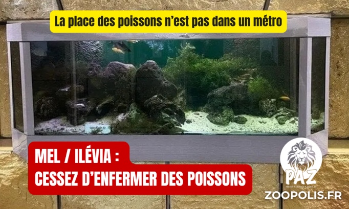 M&eacute;tropole Europ&eacute;enne de Lille / Il&eacute;via : cessez d'enfermer des poissons dans m&eacute;tro