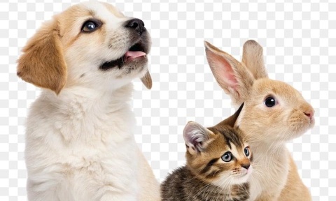 STOP aux faux dons d'animaux sur Leboncoin