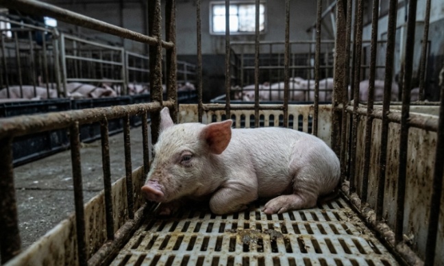 Mettez fin à la torture des porcelets dans les fermes Cranswick