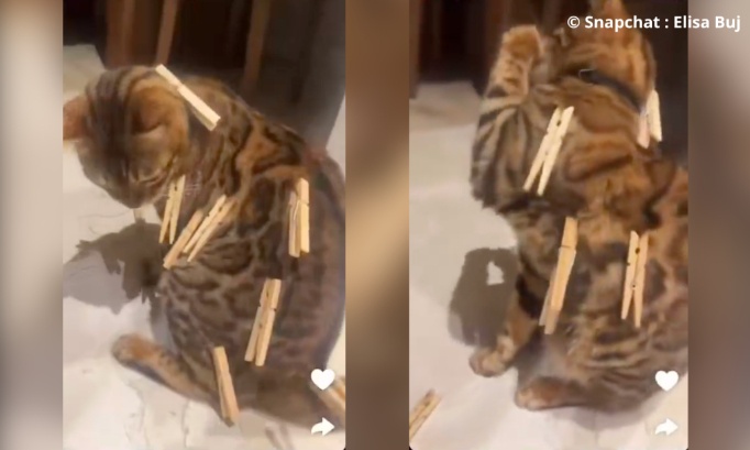 Stop à la torture pour le buzz : justice pour le chat d'une influenceuse !