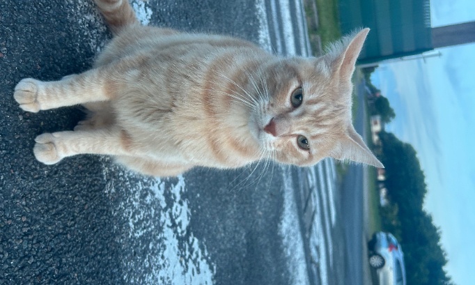 Pour que Kakou ait TikTok et rejoigne le groupe Bogette