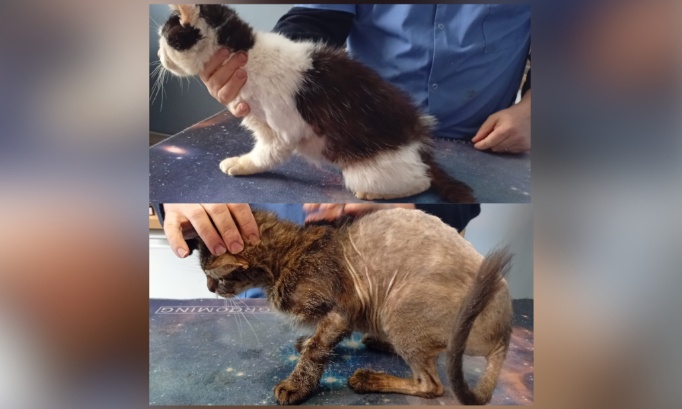 Chat d&eacute;vor&eacute; par les puces : justice pour les chats victimes de maltraitance