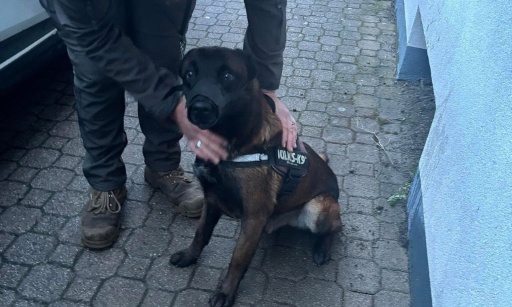 Justice pour rex: Stop &agrave; l&rsquo;impunit&eacute; des bourreaux d&rsquo;animaux !