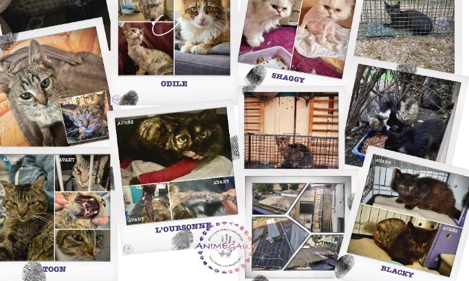 Pour la st&eacute;rilisation obligatoire des chats !