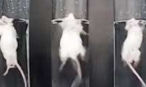 P&eacute;tition au ministre A. Dolimont qui refuse d'interdire les tests de nage forc&eacute;e