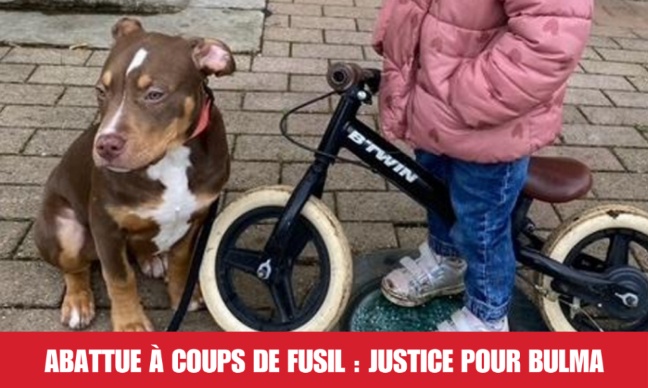 Abattue &agrave; coups de fusil : justice pour Bulma