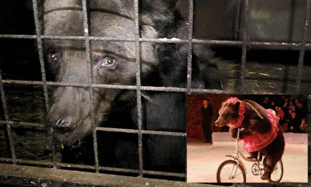 Pour des cirques sans animaux