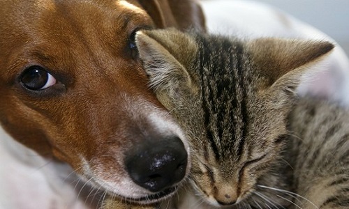 Chats (femelle ou mâle) abandonnés tous les ans