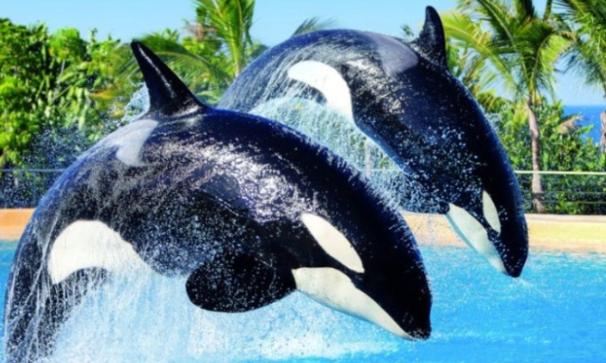Soutenons wikie et keijo transfert &agrave; loro parque