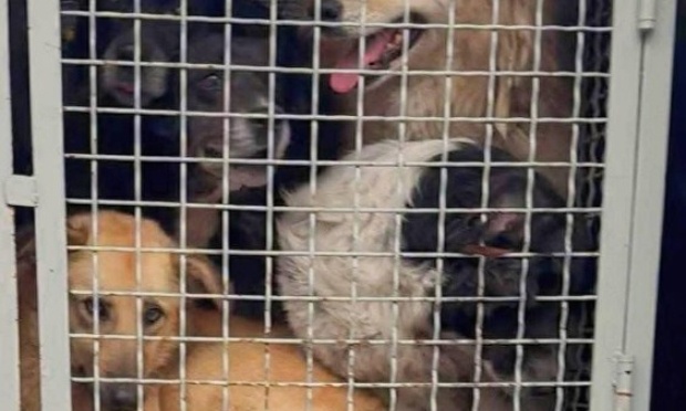 Stop aux violences contre les animaux à Tbilissi et Gori maintenant