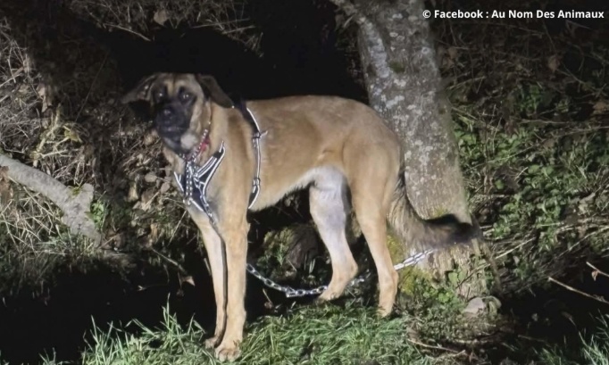 Justice pour Phoenix : attaché à un arbre, abandonné dans la nuit