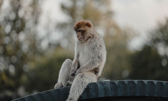 Justice pour le singe de Pattaya : Stop à la maltraitance animale en Thaïlande