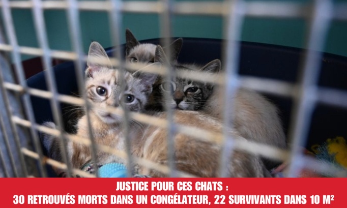Justice pour ces chats : 30 retrouv&eacute;s morts dans un cong&eacute;lateur, 22 survivants dans 10 m&sup2;