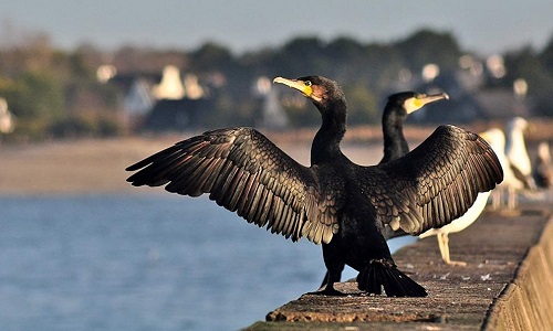 Autoriser la régulation du cormoran noir en période de chasse