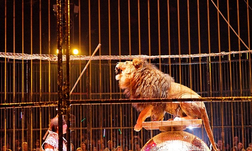 Roujan : Stop aux cirques avec animaux !