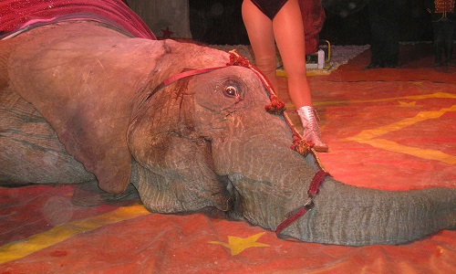 Nous ne voulons pas de cirques avec animaux à Angers!