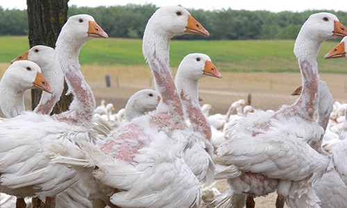 Demandons à Amazon de stopper la vente de doudounes de duvet de canards ou d'oies plumés à vif !