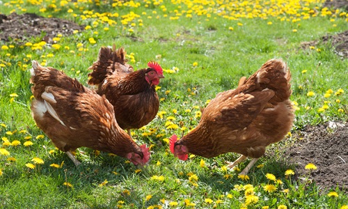 Règlement visant à permettre la possession de poules