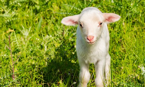 Supprimer les pubs pour l'agneau de Pâques et le veau de la Pentecôte