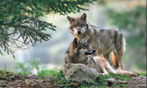 Contre les tirs de défense sur les loups.