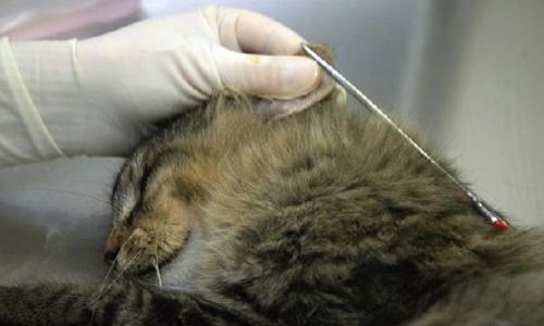 Nous demandons l'interdiction de couper les oreilles des chats errants stérilisés en Belgique