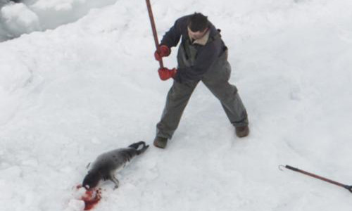 Halte au massacre des bébés phoques au Canada.