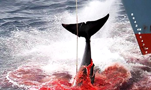 Cessez immédiatement la chasse aux baleines enceintes !