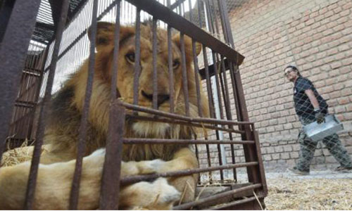 Pour l'interdiction des cirques avec animaux à Doullens