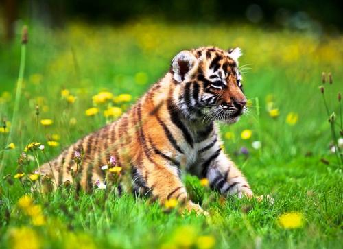 VOTE AND CONDEMN the arbitrariness, the false information and the disloyal attacks of animal activists against the traditional circus companies who conduct a responsible policy, with respect for their animals and the general animal welfare.