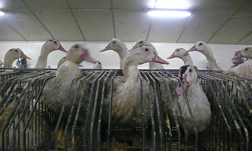 Mettons fin à la production de foie gras en France