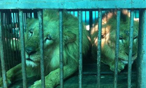 Pour l'interdiction des cirques avec animaux à Honfleur