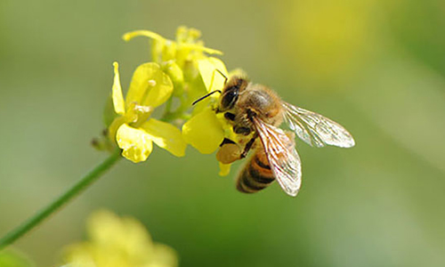 Génocide des abeilles sur Saint Gervais en Isère