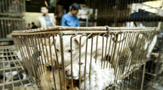 Non au Festival de YULIN ! Non &agrave; la consommation de chiens et de chats