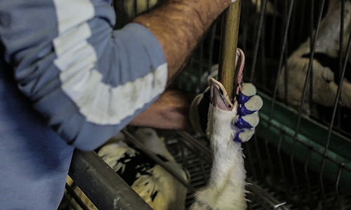Interdire le gavage des canards et des oies pour la production de foie gras en France