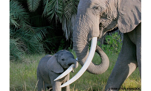 Stop au commerce d'ivoire dans l'UE